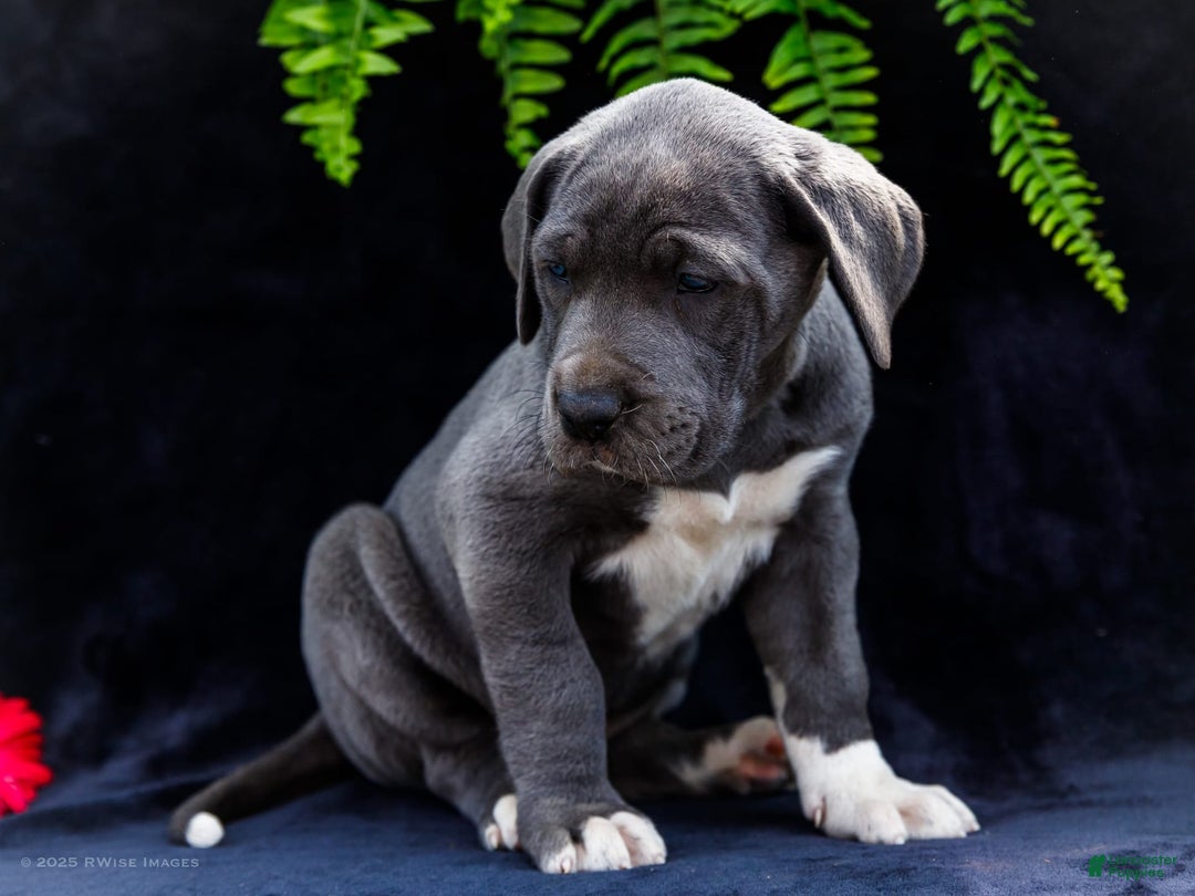 Great Dane dogs for sale: Molly - Image 19
