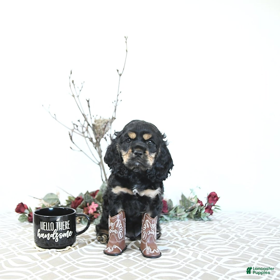 Cocker Spaniel dogs for sale: Banjo - Image 13