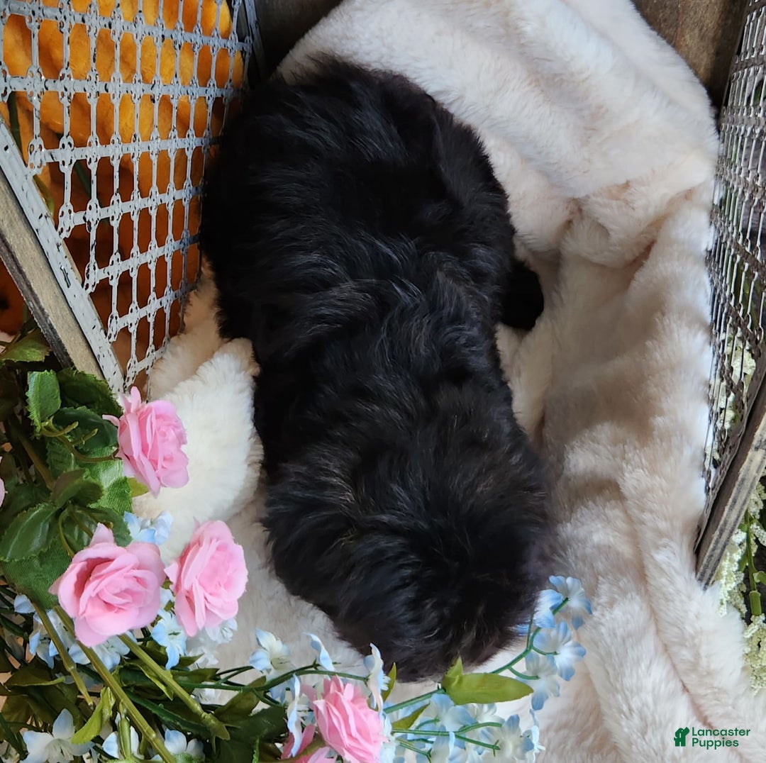 Morkie dogs for sale: Gracie - Image 2