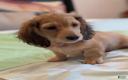 Miniature Dachshund dogs for sale: Gadsby - Image 5