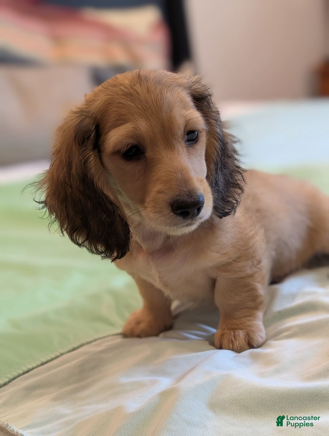 Miniature Dachshund dogs for sale: Gadsby - Image 5