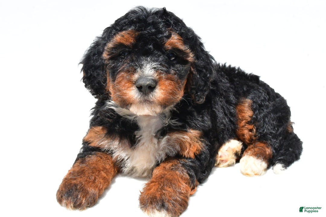 Mini Bernedoodle dogs for sale: Roxie - Image 7