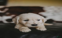 Golden Retriever dogs for sale: Mr. Silver Beretta - Image 2