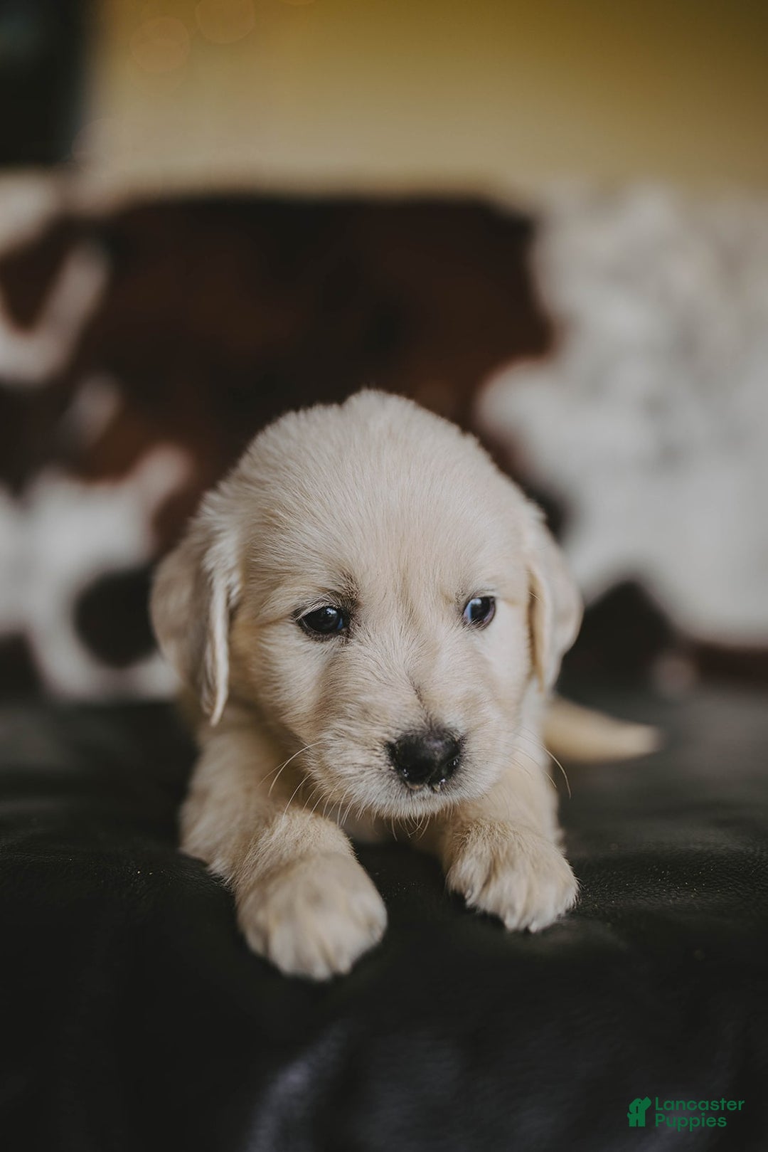 Golden Retriever dogs for sale: Mr. Silver Beretta - Image 2
