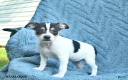 Toy Fox Terrier dogs for sale: Summer - Image 3