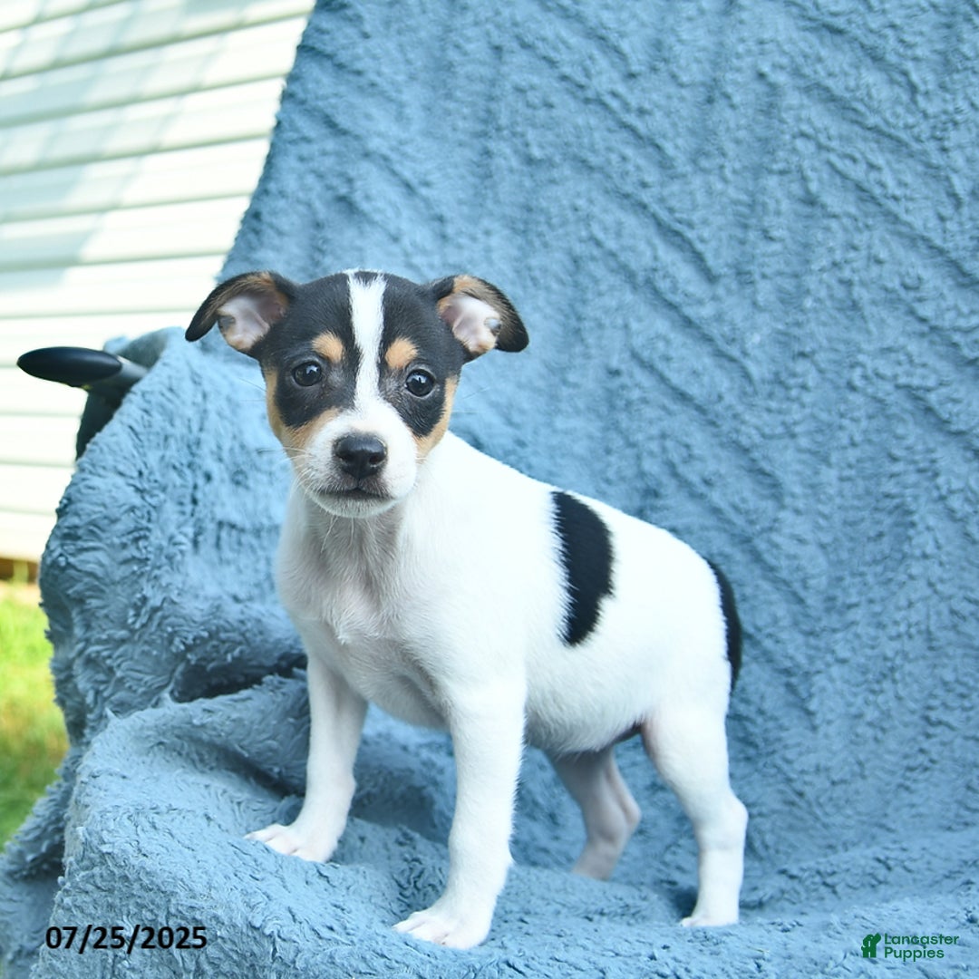 Toy Fox Terrier dogs for sale: Summer - Image 3