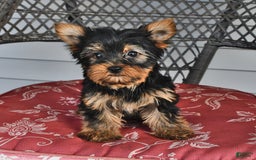 Yorkshire Terrier dogs for sale: Alice - Image 1