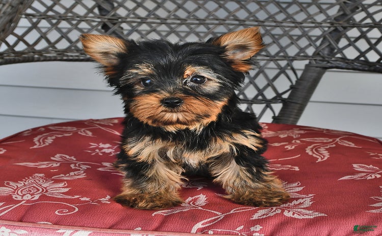 Yorkshire Terrier dogs for sale - Ad 2