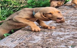 Bloodhound dogs for sale: Light Blue - Image 4