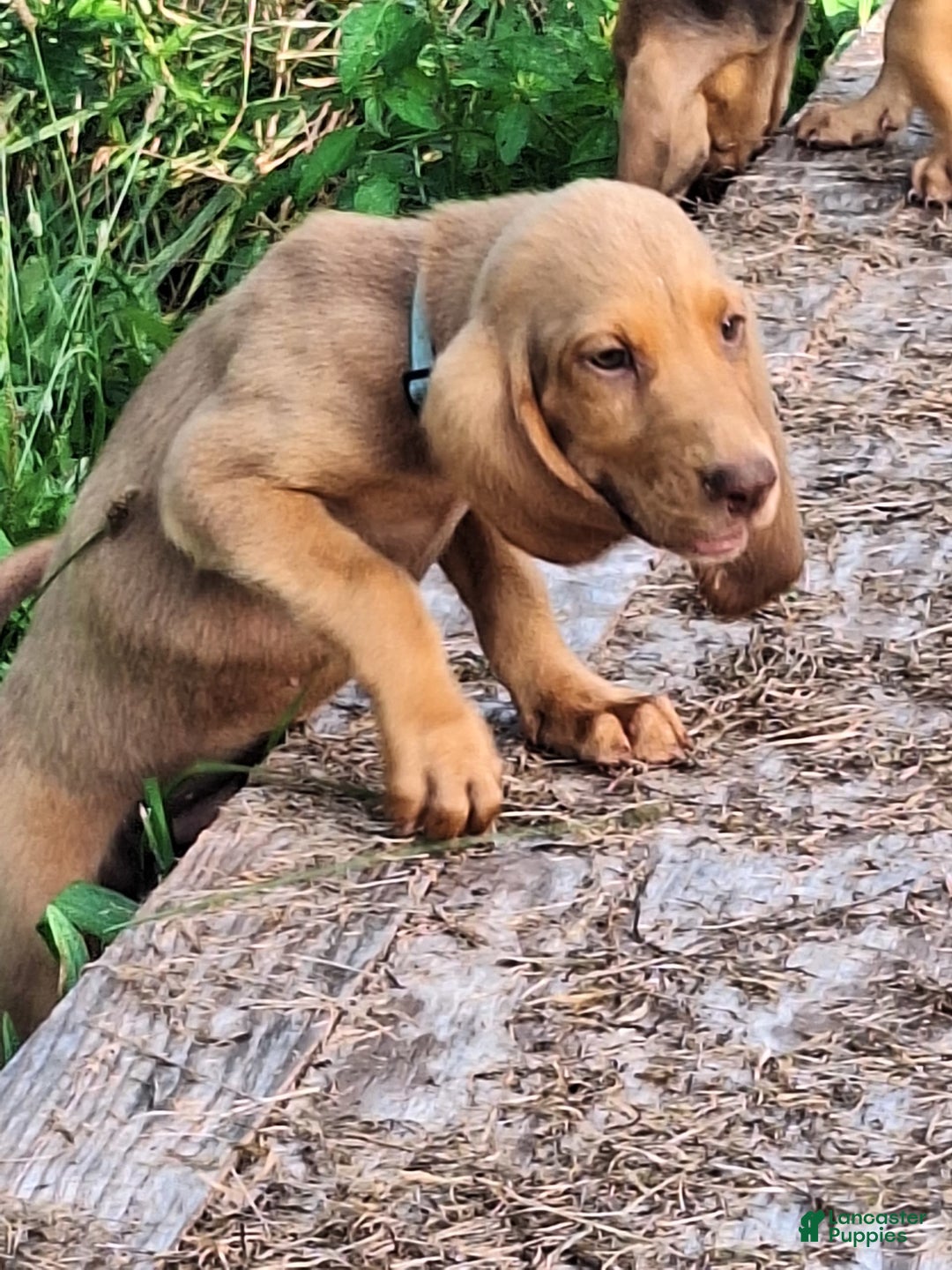 Bloodhound dogs for sale: Light Blue - Image 4