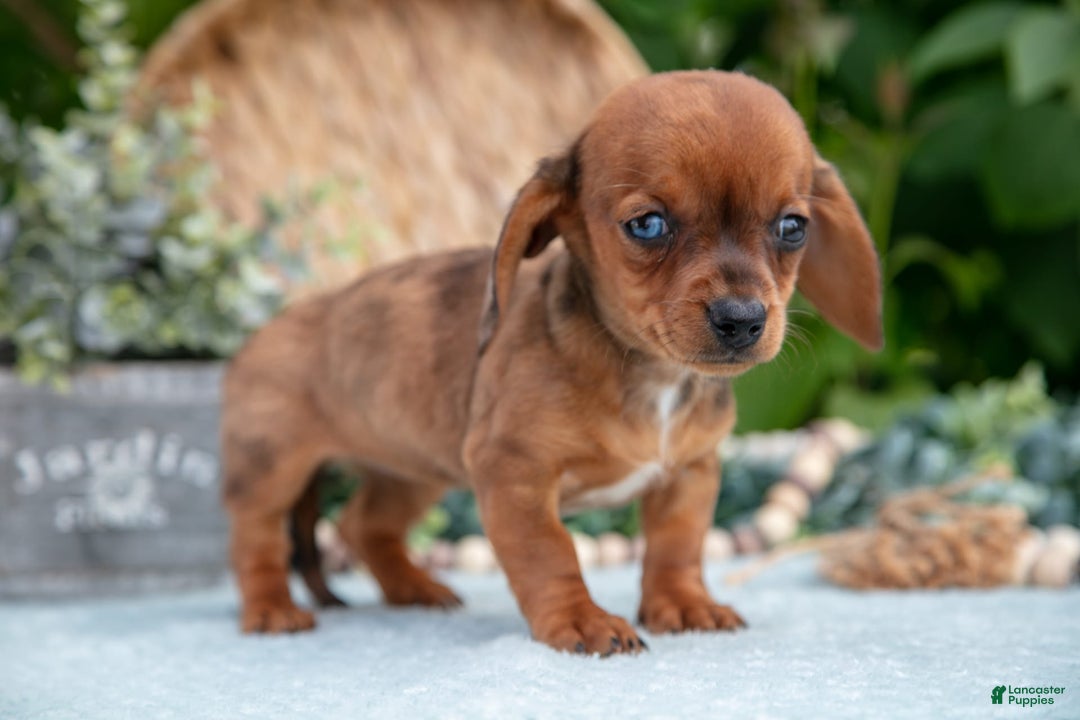 Miniature Dachshund dogs for sale: Jade - Image 1