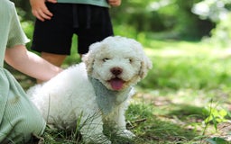 Lagotto Romagnolo dogs for sale: Fabio - Image 6