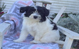 Miniature Poodle dogs for sale: Biscuit - Image 3