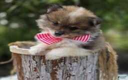 Pomeranian dogs for sale: Kate - Image 5