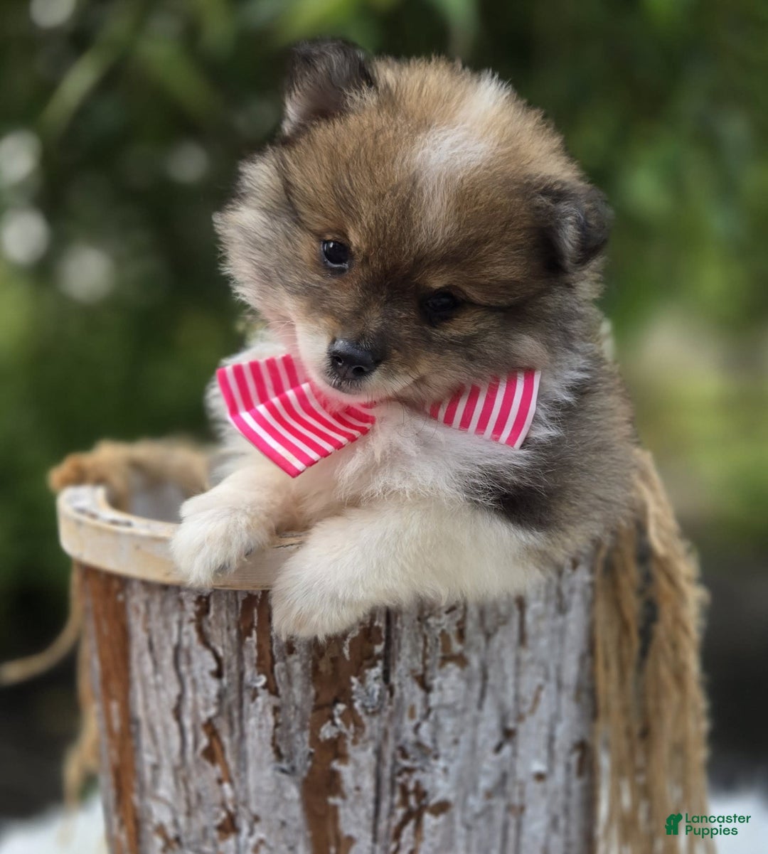 Pomeranian dogs for sale: Kate - Image 5