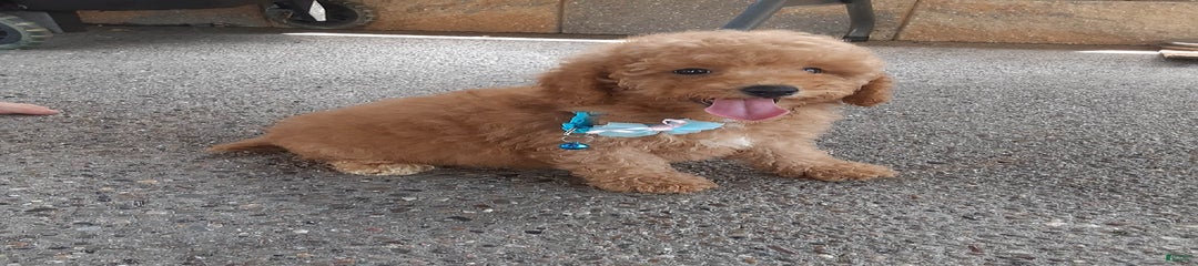 Benson
