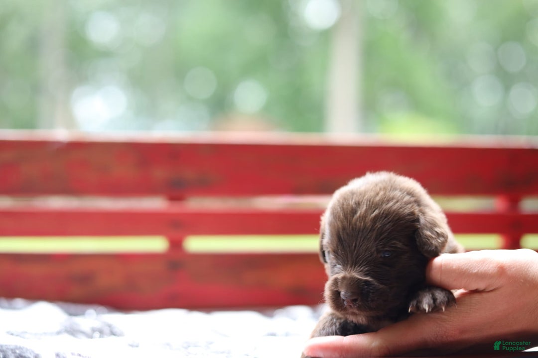 Newfoundland dogs for sale: Bella - Image 1
