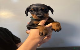 Doberman Pinscher dogs for sale: Green Collar - Image 7