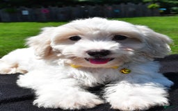 Maltipoo dogs for sale: Koa - Image 4