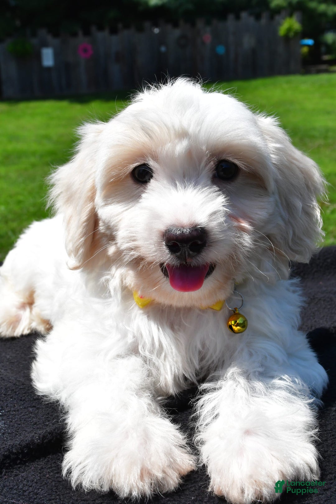 Maltipoo dogs for sale: Koa - Image 4