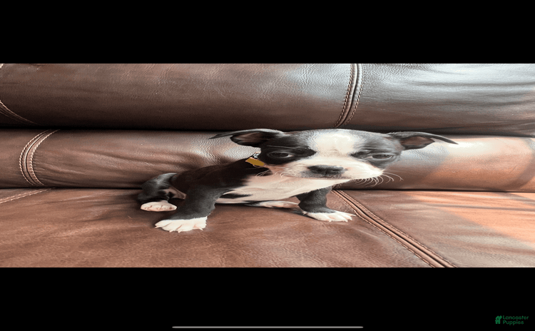 Boston Terrier dogs for sale - Ad 1