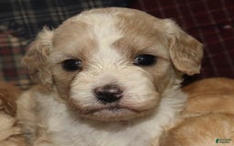 Cavachon dogs for sale: Hanna Female 2 - Image 1