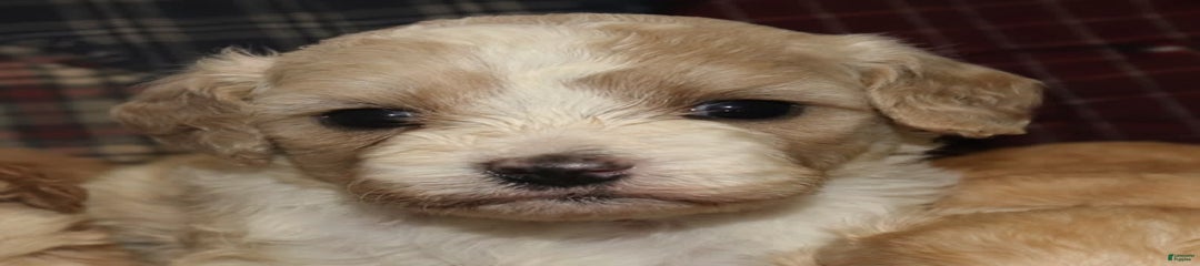 Hanna Female 2