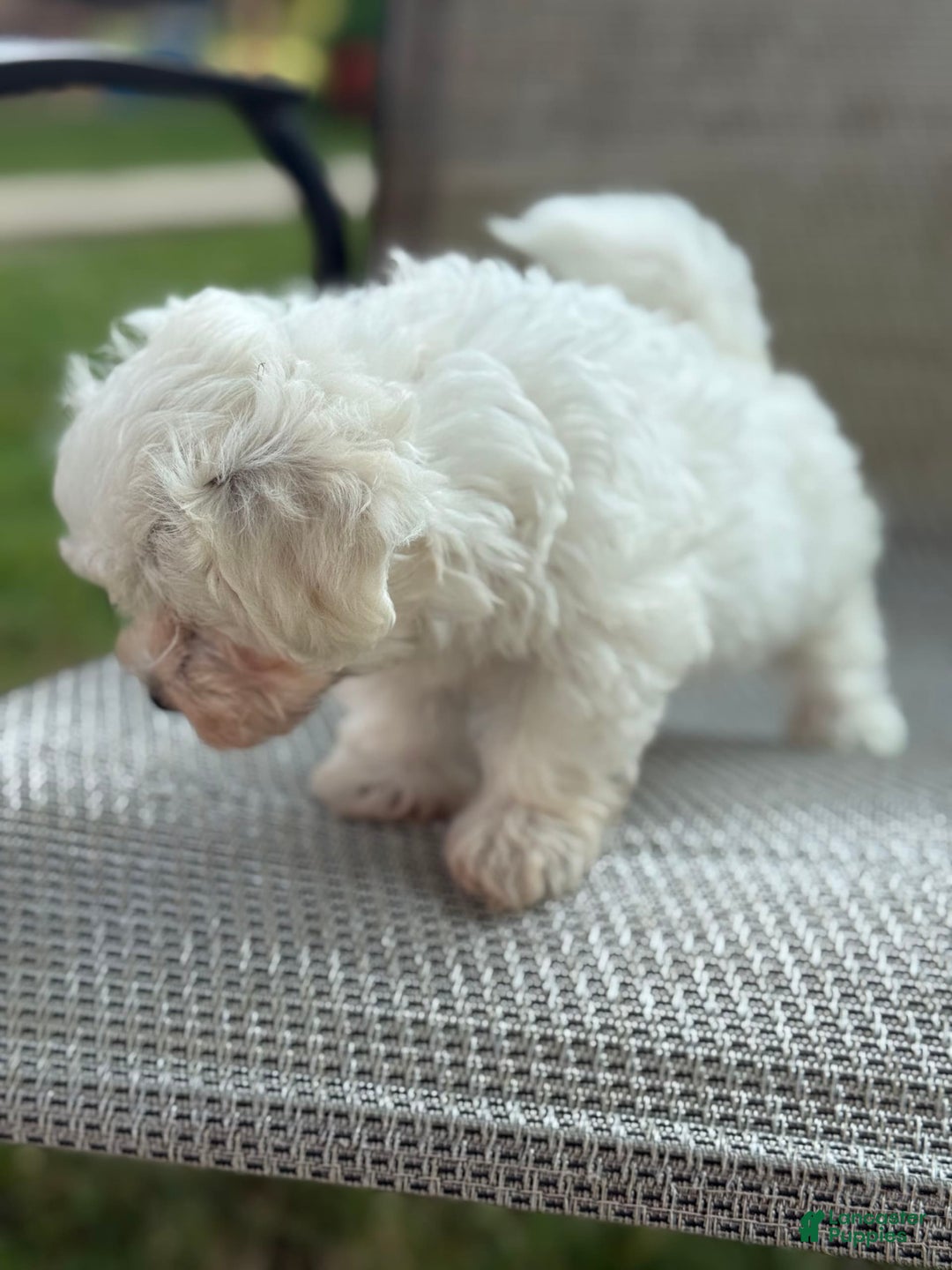 Maltese dogs for sale: Mason - Image 4