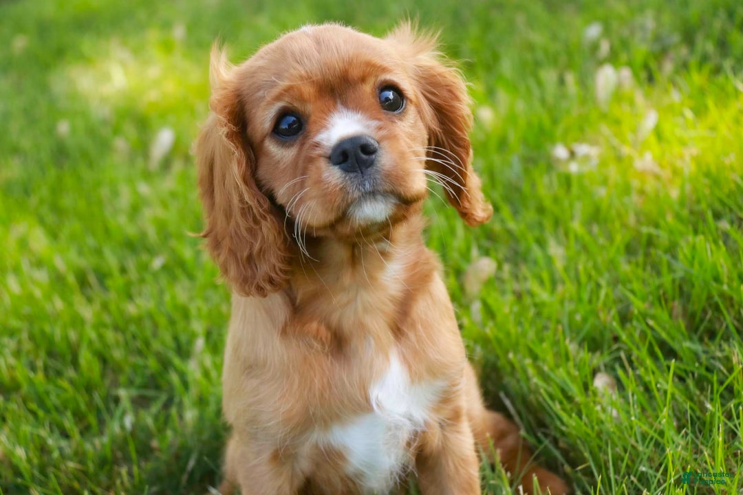 Cavalier King Charles Spaniel dogs for sale: Clifford - Image 27