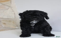 Cavapoo dogs for sale: Sela - Image 3