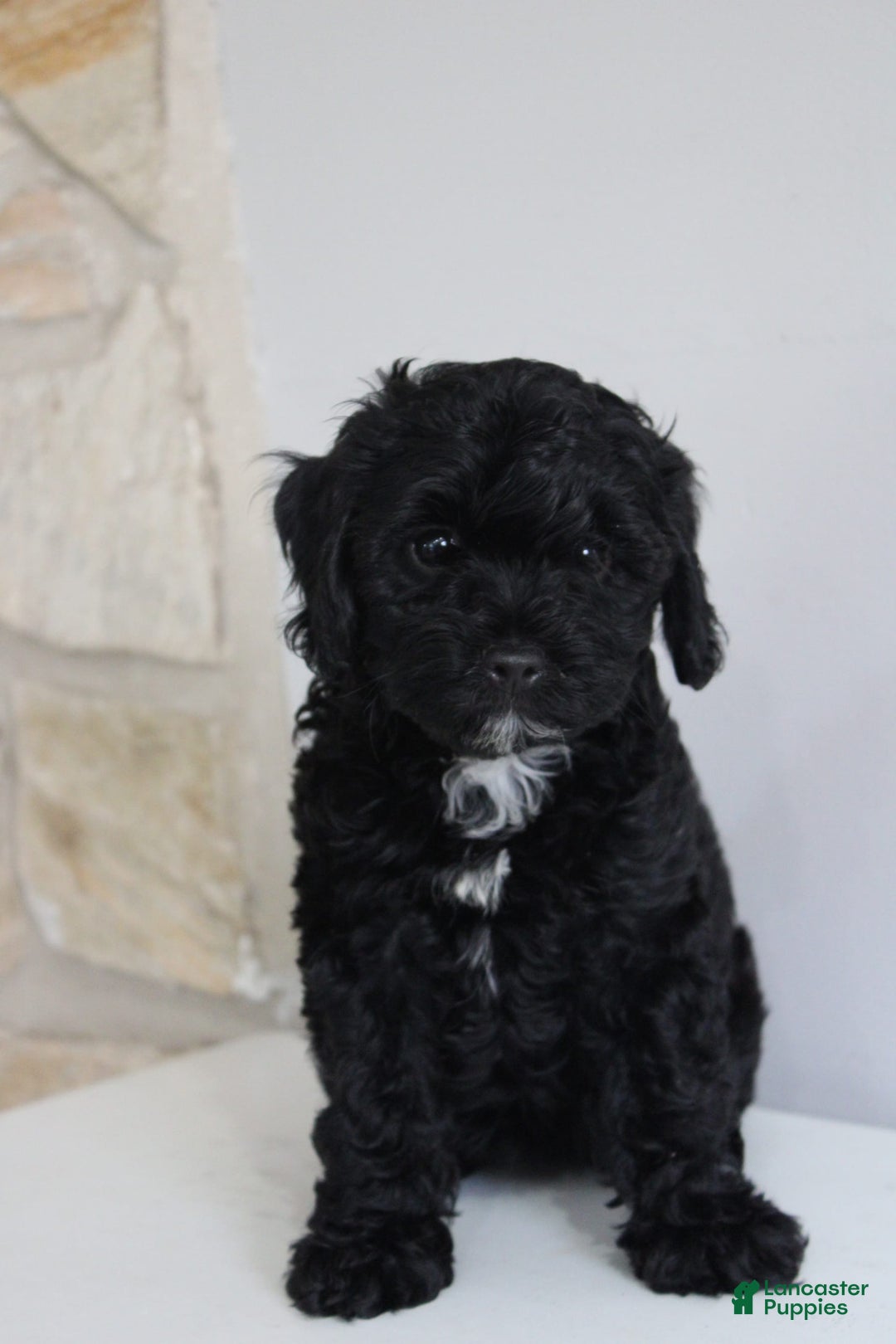Cavapoo dogs for sale: Sela - Image 3
