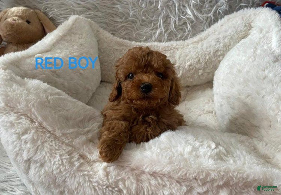 Maltipoo dogs for sale: Sky Blue - Image 1