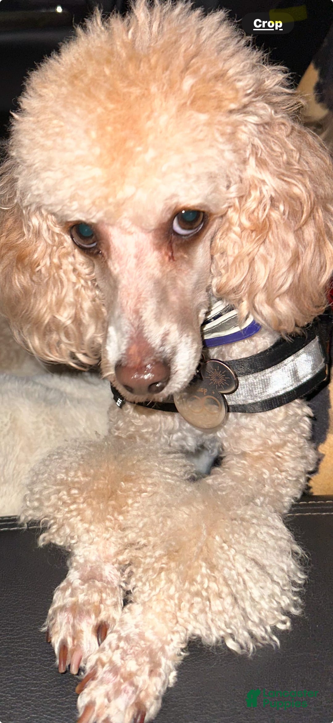 Maltipoo dogs for sale: Trixie - Image 5
