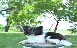 Pomeranian dogs for sale: Cody - Image 12