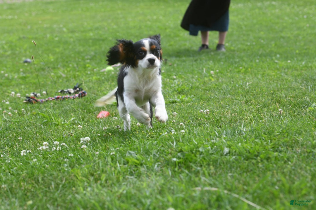 Cavalier King Charles Spaniel dogs for sale: Eros - Image 3