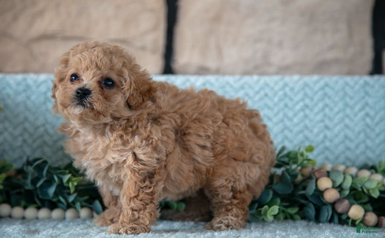Shihpoo dogs for sale - Ad 1
