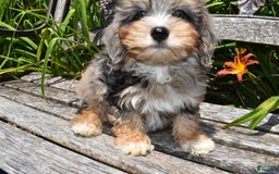 Havapoo dogs for sale: Zipper - Image 6