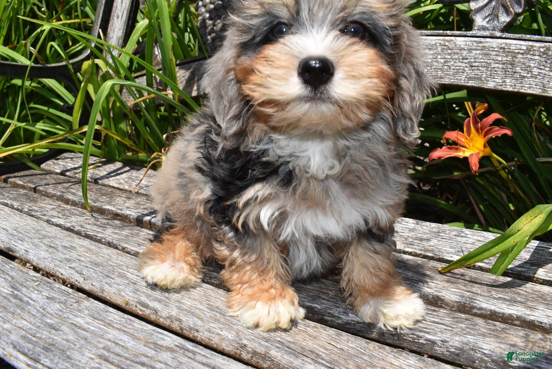 Havapoo dogs for sale: Zipper - Image 6