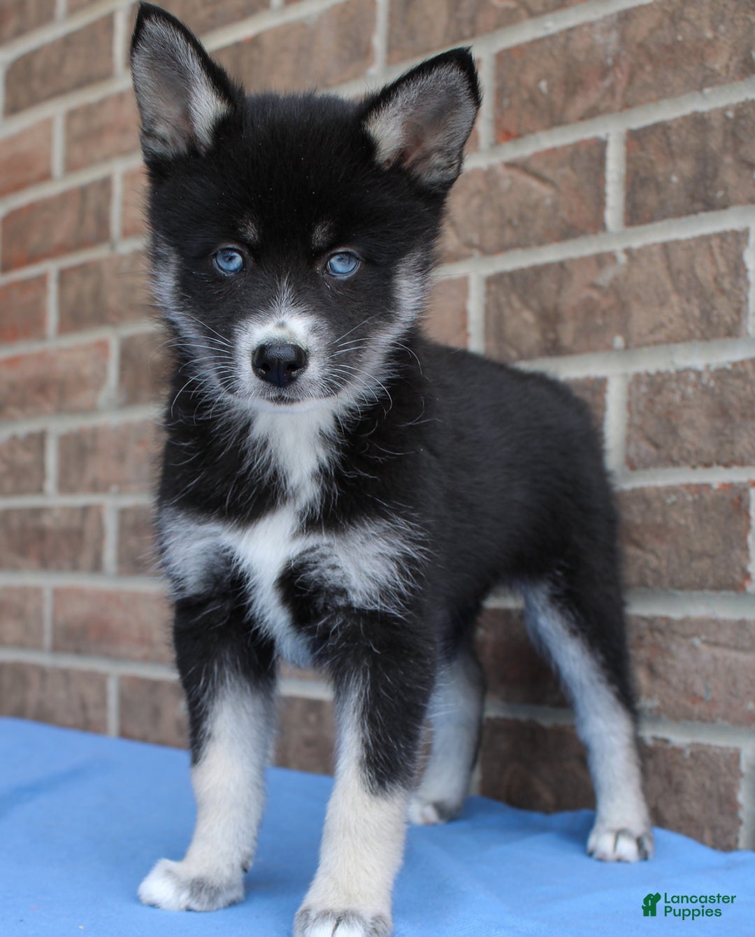 Pomsky dogs for sale: Ava - Image 3
