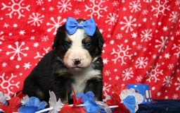 Bernese Mountain Dog dogs for sale: Pebbles - Image 3
