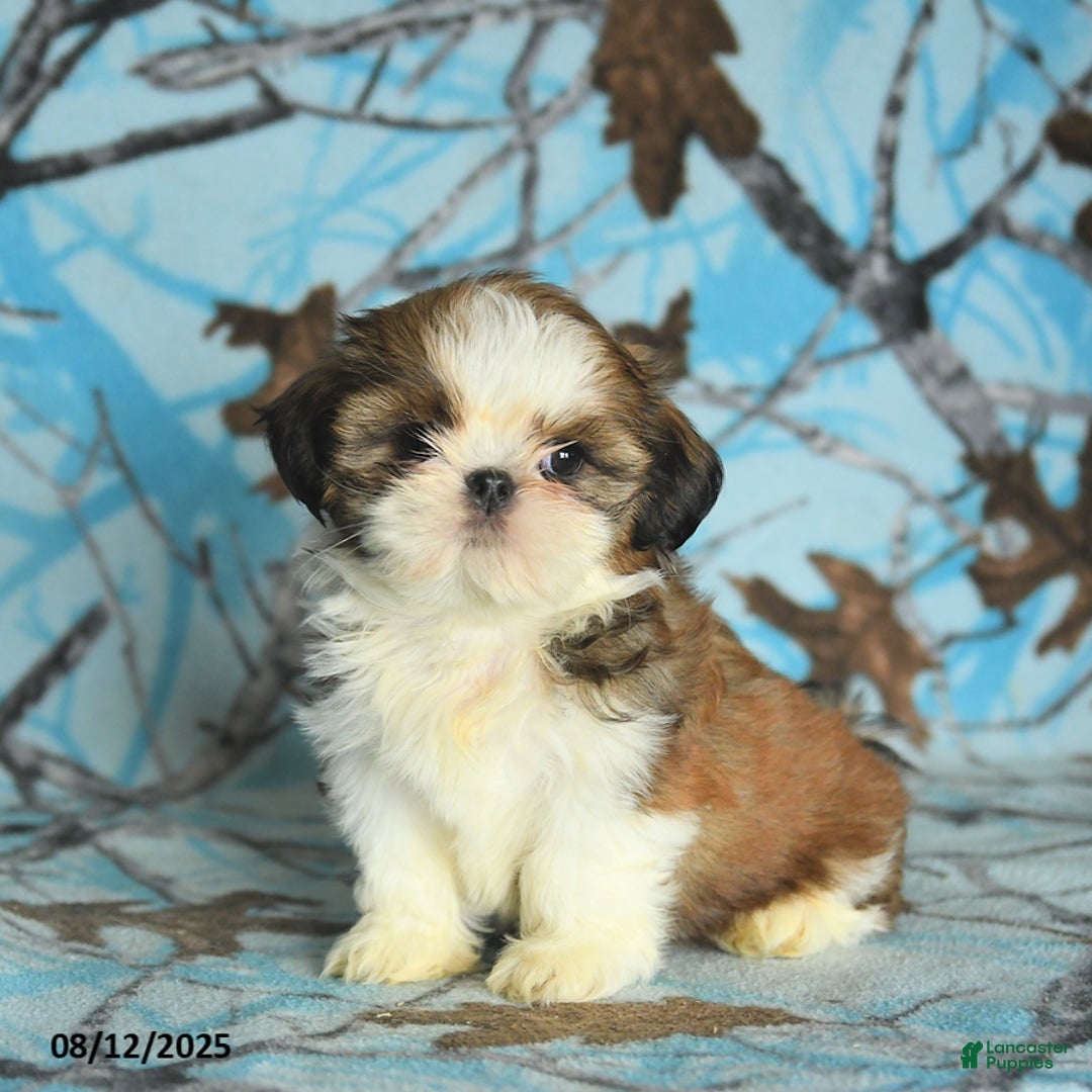 Shih Tzu dogs for sale: Sophie - Image 4
