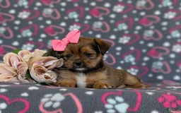 Shorkie dogs for sale: Brylee 9 Lbs Full Grown - Image 1