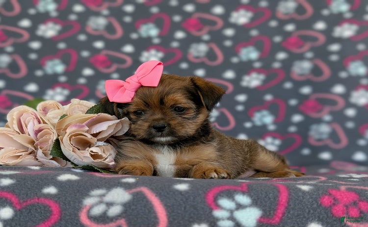 Shorkie dogs for sale - Ad 4