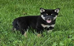 Shiba Inu dogs for sale: Reagen - Image 4