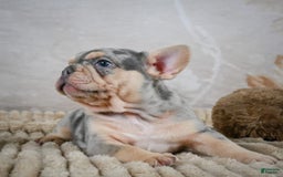 French Bulldog dogs for sale: River - Image 5