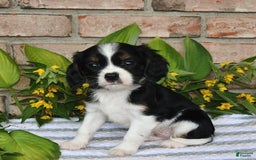 Cavalier King Charles Spaniel dogs for sale: Drew - Image 13