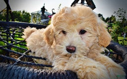 Havapoo dogs for sale: Wags - Image 12