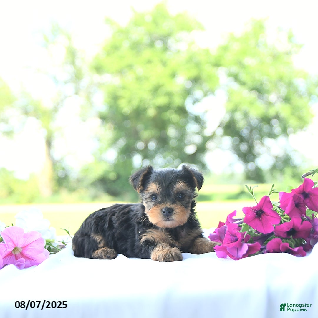 Yorkshire Terrier dogs for sale: Khloe - Image 1