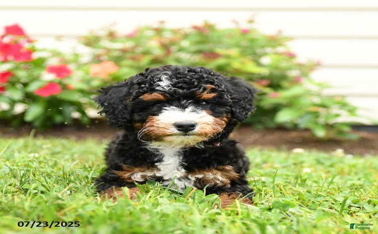Mini Bernedoodle dogs for sale - Ad 1