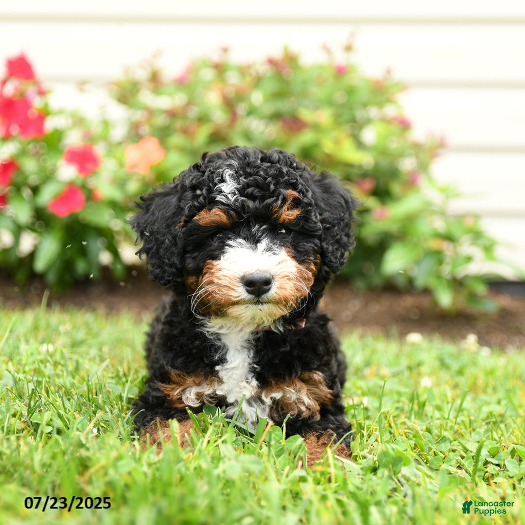 Mini Bernedoodle dogs for sale: Lacey - Image 1